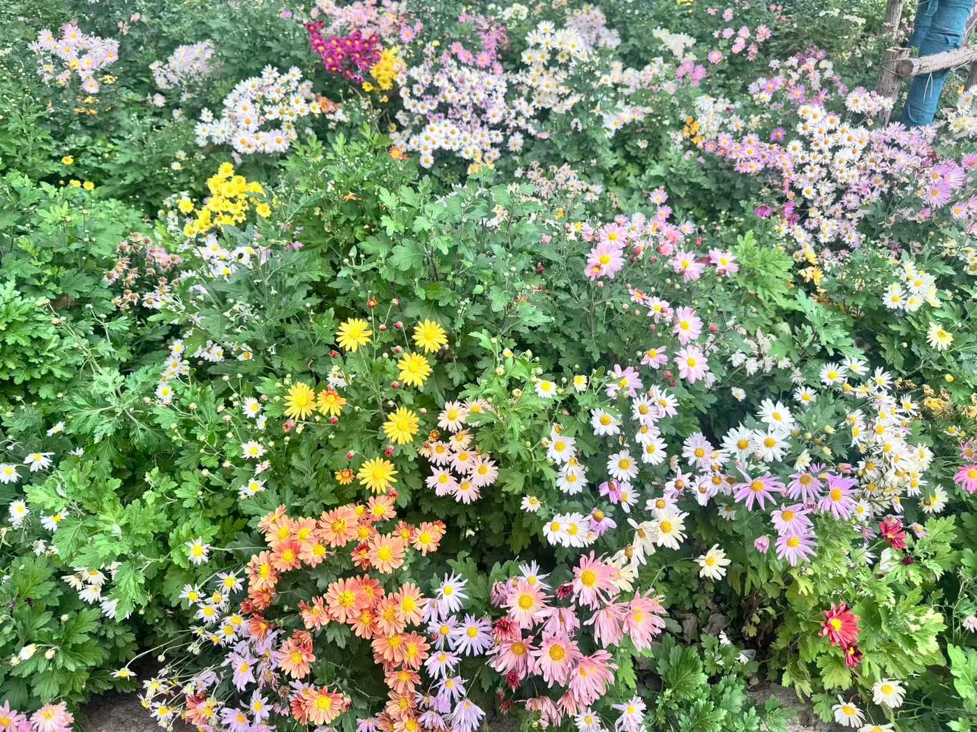 首钢园园区花境与植物